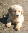 golden-retriever-puppies-ready-to-go
