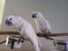 Umbrella-cockatoos-