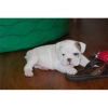 TWO-CUTE-ENGLISH-BULLDOG-PUPPIES-FOR-ADOPTION