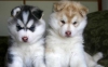 Cute-and-lovely-Siberian-husky-puppies-available