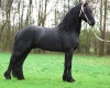 Beautiful-Experienced-Tall-Ster-Friesian-Gelding