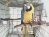 fantastic-and-well-raised-macaw-for-a-good-home
