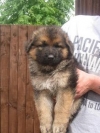 children-s-German-Shepherd-puppies
