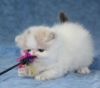 Darling-Doll-Faced-White-Persian-Kitten-