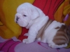 Healthy-Beautiful-English-Bulldog-Puppies-For-Adoption