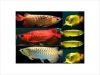 Asian-super-top-grade-A-arowanas-and-many-more-for-sale-now-