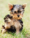 Yorkshire-Terrier-Puppy