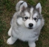 Beautiful-Siberian-Husky-Puppies-For-R-Homing