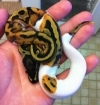 albino-and-piedbald-python-for-adoption
