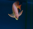 Top-quality-Arowana-fish-for-sale