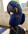 Macaws-for-sale