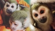 Capuchin-marmoset-squirrel-tamarin-lemur-owl-macaque-and-spider-monkeys-for-sale