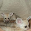 Male-And-Female-Fennec-Fox-And-Other-Exotic-Pet-Animals-For-Sale