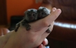 pygmy-marmoset-monkeys-for-sale