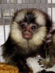 Marmoset-Monkeys-Ready
