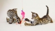 Serval-kittens