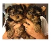 -Cute-and-Adorable-Tea-Cup-Yorkie-Puppies-For-Adoption