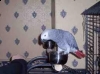 talkative-african-grey-parrot-for-adoption