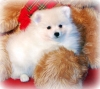 White-Pomeranians-for-sale
